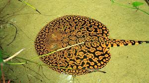 Tiger Ray